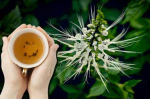 Manfaat Herbal Kumis Kucing bagi Kesehatan